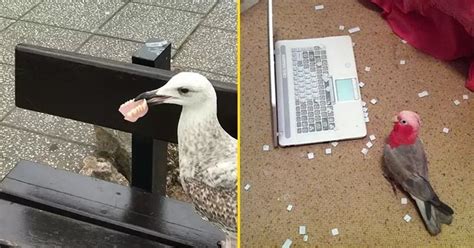 25 Funny Times Birds Were The Biggest Jerks Bouncy Mustard
