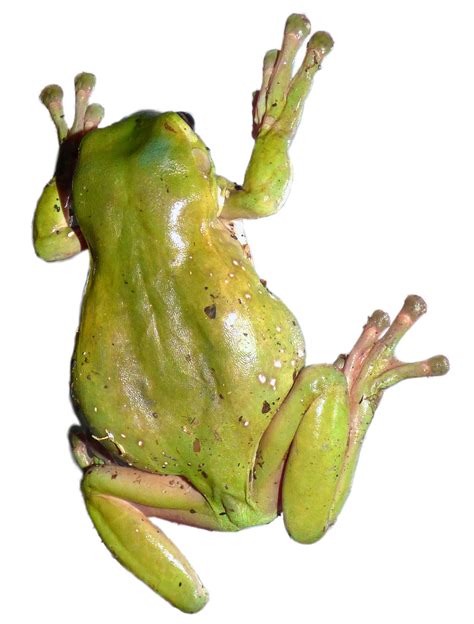 Download Frog Green Tree Frog Tree Frog Royalty Free Stock Illustration Image Pixabay