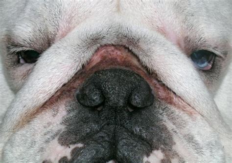 Sniffing Out Trouble 3 Common Bulldog Nose Ailments