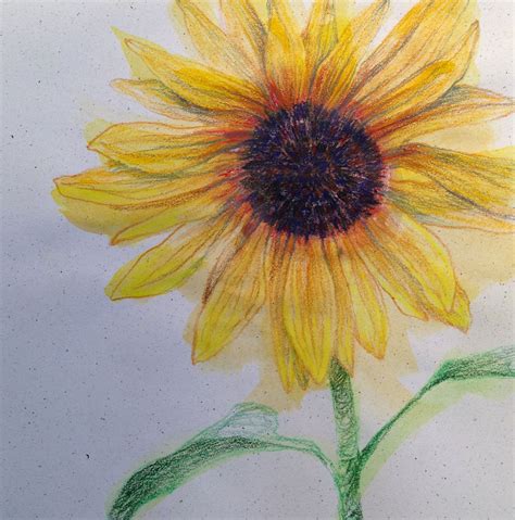 Pencil Sketch Easy Sunflower Drawing Iwanna Fly