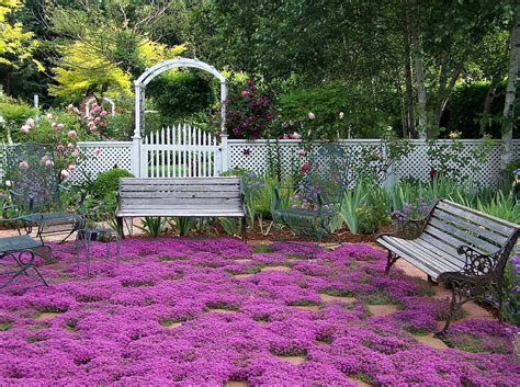 Perennial Zone 7 That Will Adorn Your Beautiful Garden With Its Lovely