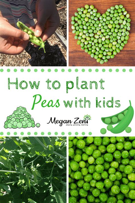 How To Plant Peas With Kids