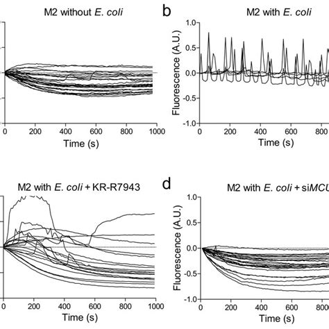 The Mitochondrial Calcium Uniporter Mcu Complex Schematic