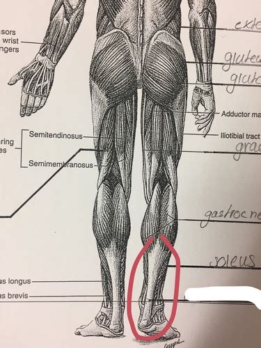 Anatomy And Physiology Honors