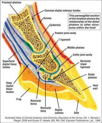Hoof Care And The Coffin Bone | American Farriers Journal