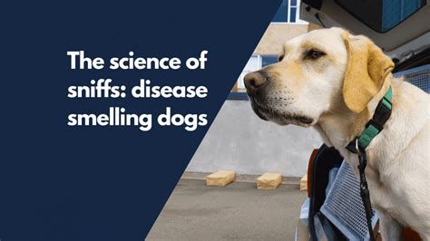 The Science Of Sniffs Disease Smelling Dogs Understanding Animal