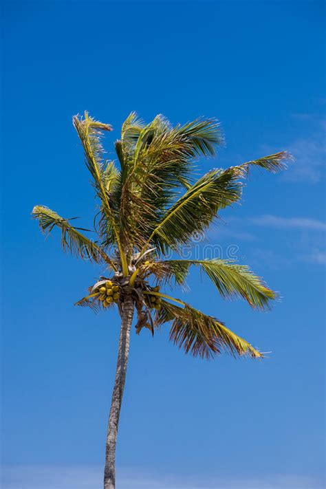 Coconut Palm Trees Perspective View Stock Image Image Of Palm