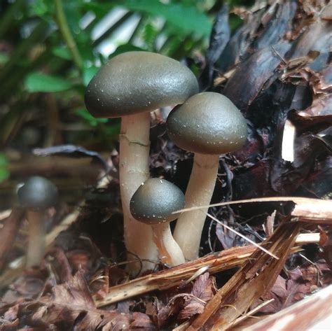 Psilocybe Ovoideocystidiata Rshrooms
