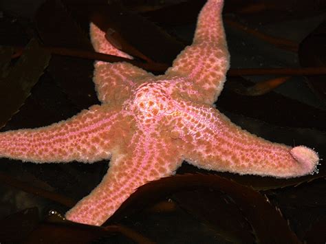 Pink Sea Star Taxonomy Kingdom Animalia Phylum Echinoder Flickr