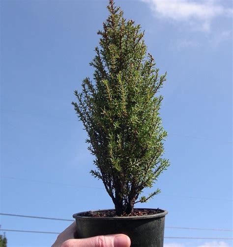 Compress Juniper Juniperus Communis Compressa Miniature Garden