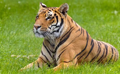 Big Cats Tiger Animals Hd Wallpapers Desktop And