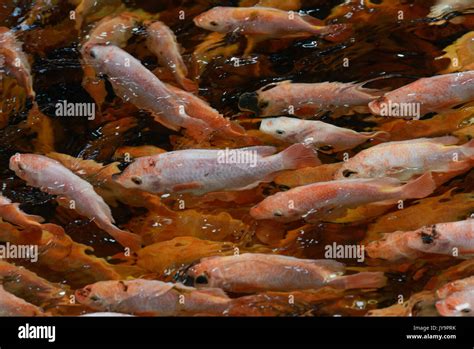 Germany Berlin Tilapia Fish Farm Of Start Up Ecf The Fish Farm Is