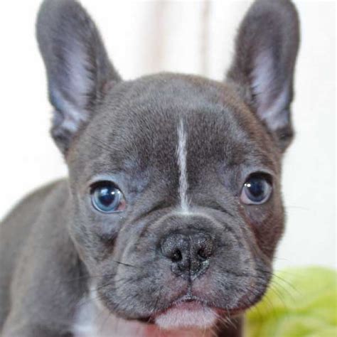 Dogs · 1 decade ago. French Bulldog Puppies For Adoption Near Me - The Y Guide