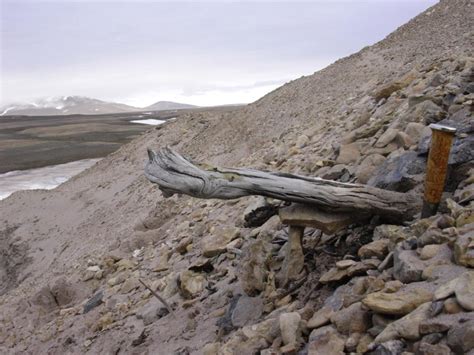 The World S Oldest DNA Found In North Greenland Is 2 Million Years Old