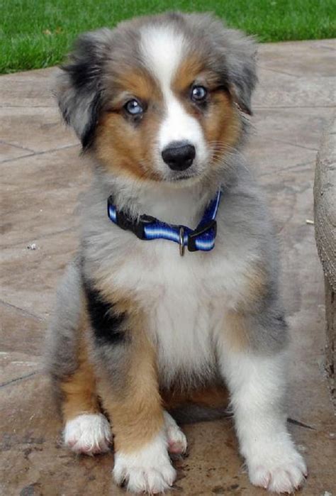 But when it comes to finding the best miniature australian shepherd puppies or toy aussie puppies for sale, there's simply no one that can come even. teacup australian shepherd puppies for sale | Zoe Fans ...