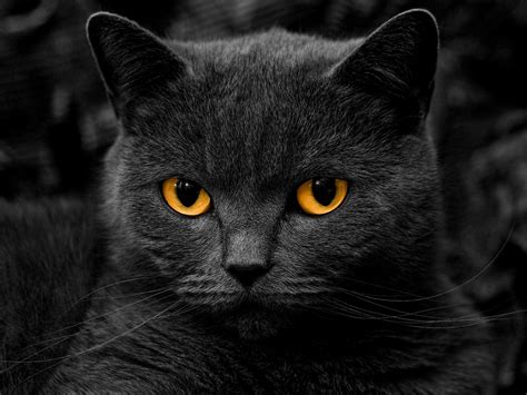Eyes Dark Cats Grayscale Monochrome Kittens