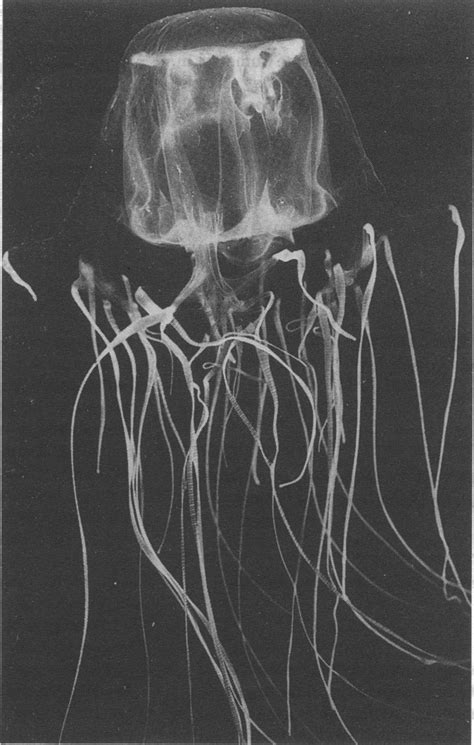 Chironex Fleckeri Box Jellyfish Download Scientific Diagram