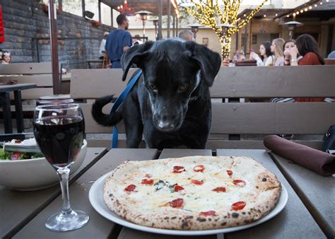 15 Of The Most Dog Friendly Restaurants Perfect For Dining With Dogs