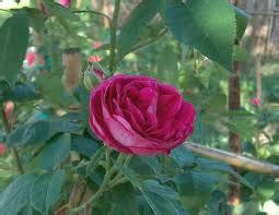 Ecco quali sono quelle più facili da coltivare e tutti gli accorgimenti per farle fiorire al meglio. Piante e Fiori: Vecchie Rose...1° gruppo: "Rose Alba"