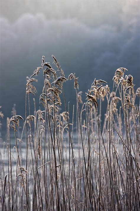 Frozen Reeds At The Shore Of A Lake Photograph By John Short
