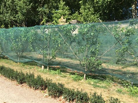 Espalier Trees At Le Potager Du Roi In Versailles Pictures Growing