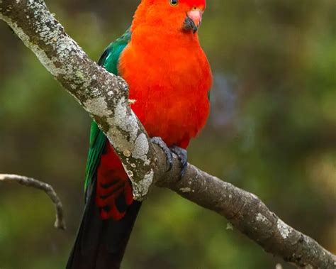 Australian King Parrot Facts Diet Habitat And Pictures On Animaliabio