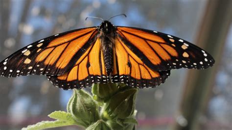 Californias Western Monarch Butterfly Population Is Recovering Us