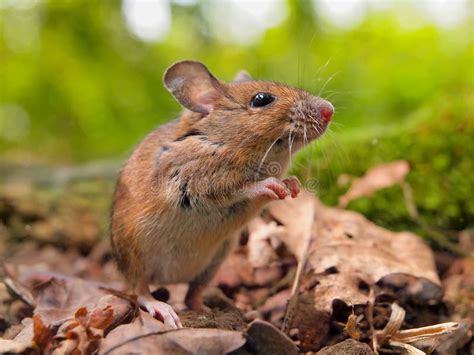 Field Mouse Apodemus Sylvaticus Sniffing Stock Image Image Of