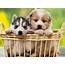 Puppies  Wallpaper 13814828 Fanpop