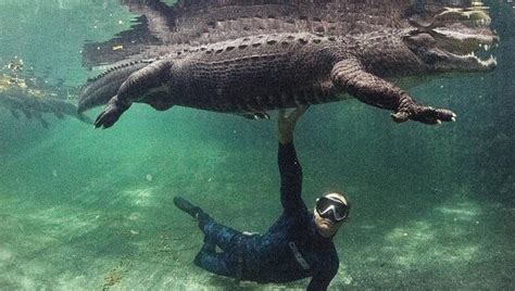 Swim With Alligators At This Florida Attraction