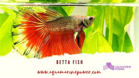 Betta Fish 101 Diet Lifespan Size Care Guide And All 2023