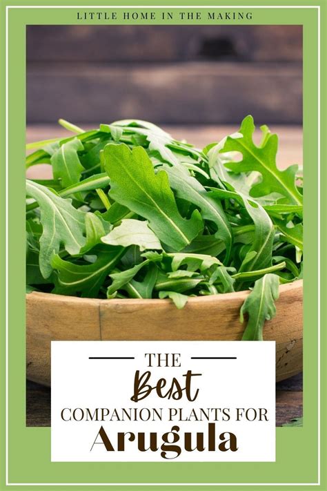 What Is Arugula Everything You Need To Know About It Artofit