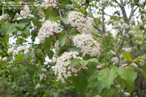 Plant Identification Closed White Flowering Shrubtree Id 2 By