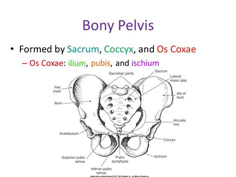 Bony Pelvis