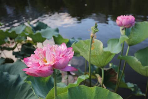 Lotus Bloom In Reflection Of The Lake Stock Image Image Of Peace