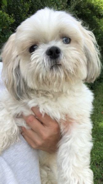 Check out all the dogs available for adoption online. Shih Tzu Rescue Dog for Adoption in Davie, Florida ...