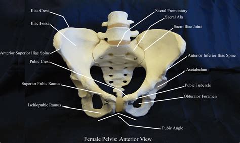 Female Pelvis Model Labeled Atlas