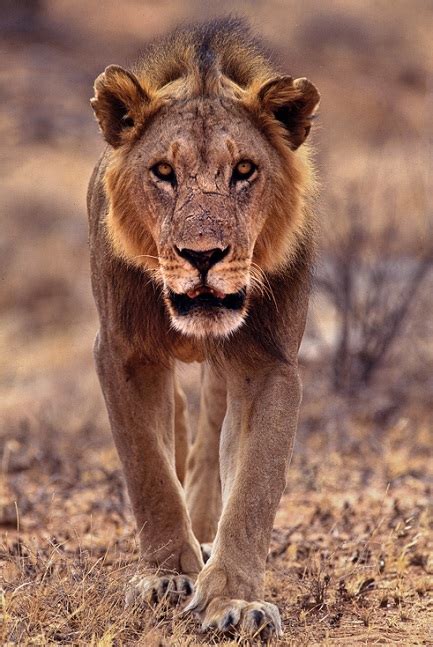 Magnificent Pictures Of Lions Pix N Pix