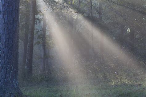 Fotos Gratis árbol Naturaleza Bosque Madera Niebla Luz De Sol
