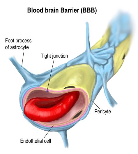 The Function Of Blood Brain Barrier And Neurological Diseases How They Work Together Altoida