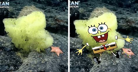 Scientists Spot Real Life Spongebob And Patrick Deep In The Atlantic