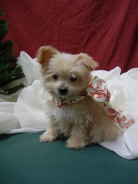 Maybe you would like to learn more about one of these? Pomeranian/Poodle "Pom-Poo" puppy, male, born 10/01/11. For more information please contact ...