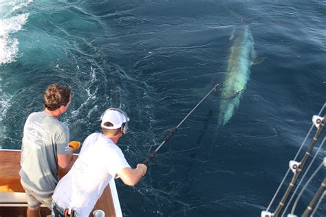 Tag And Release Competition Update News The Billfish Foundation