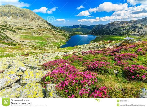 Magical Rhododendron Flowers And Bucura Mountain Lakes