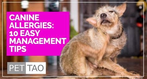 10 Easy Tips On How To Manage Dog Allergies Pet Tao Holistic Pet