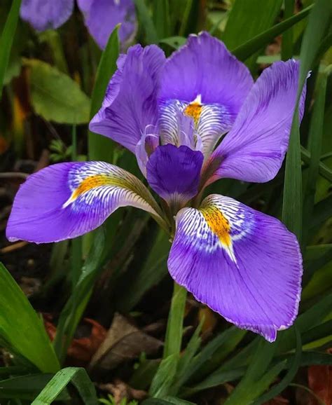 Plantfiles Pictures Iris Winter Blooming Algerian Iris Mary Barnard