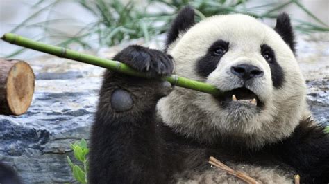 Top 176 Why Pandas Are Endangered Animals