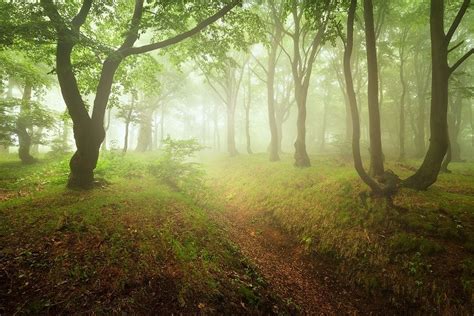 Misty Forest Ore Mountains Czech Republic By Daniel Řeřicha