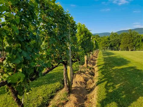 The Best Wineries In Charlottesville Virginia Casual Travelist
