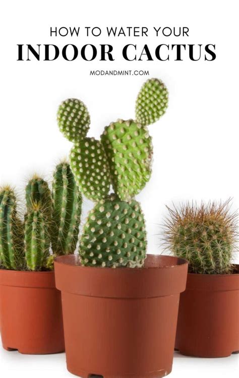 How Often To Water Cactus Plants Indoors